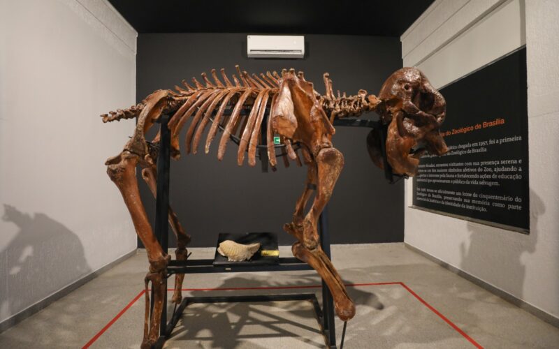 Museu do Zoo de Brasília reabre com esqueleto de girafa e acessibilidade