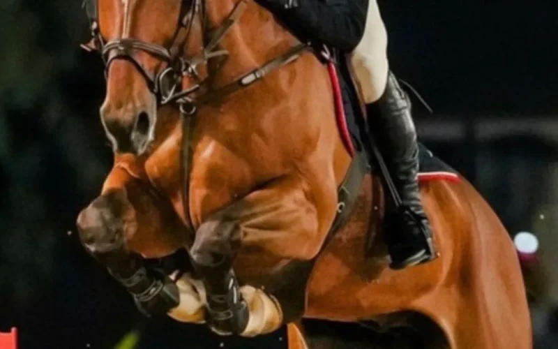 Candangão 2026: hipismo brasiliense se prepara para o campeonato
