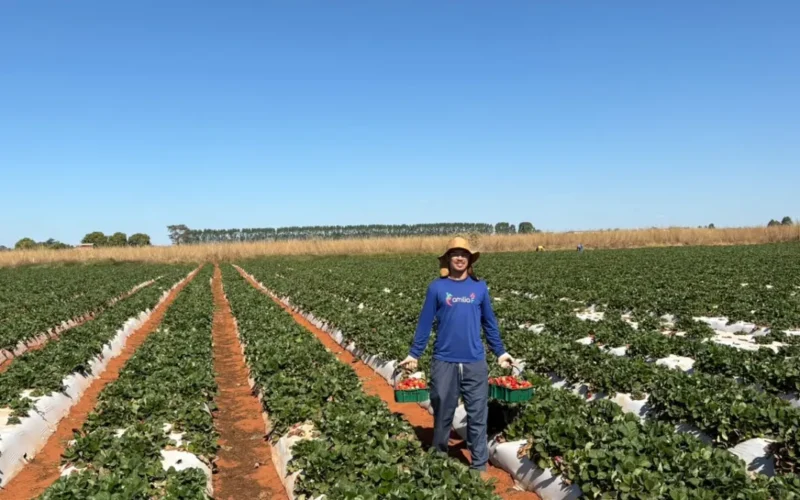 Agricultura familiar move R$ 1 bi no DF em 2024